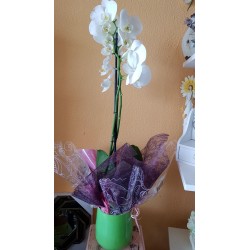 Orquidea con maceta de cristal