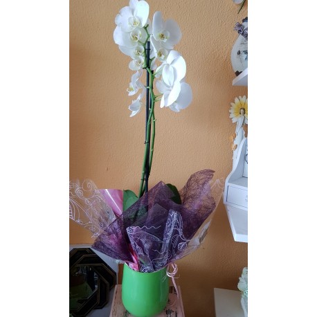 Orquidea con maceta de cristal