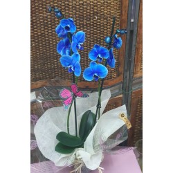 Orquideas azul 