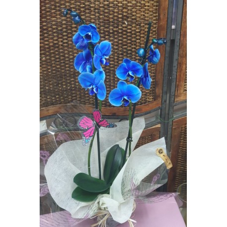 Orquideas azul 