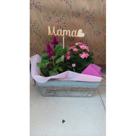 Cajita plantas 